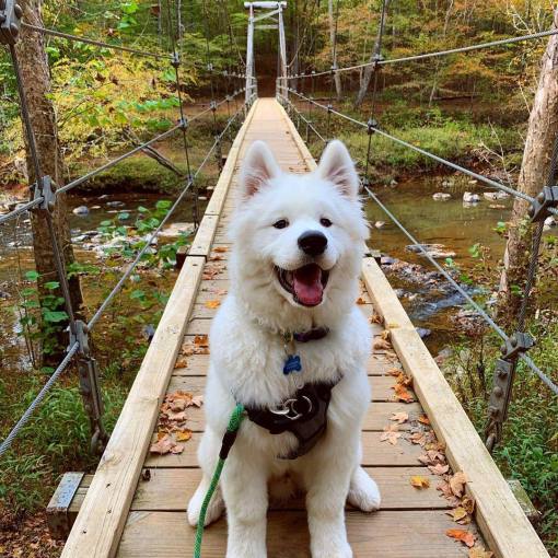 A white dog sits on The Eno River Suspension Bridge, looking lovingly at the camera.
