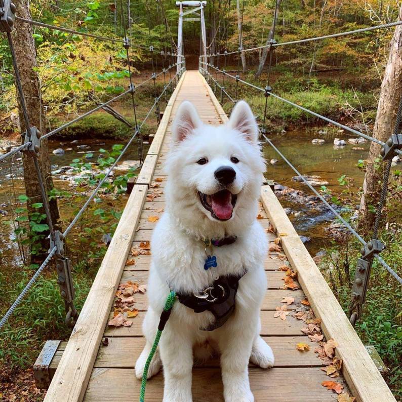 A white dog sits on The Eno River Suspension Bridge, looking lovingly at the camera.