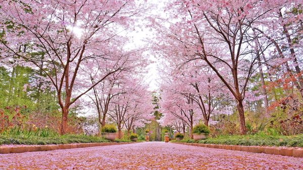 Pink cherry blossoms line the path at Duke Gardens in Durham, NC.