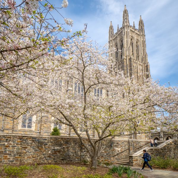Cherry Blossoms cover the facade of Duke Chapel stretching high into the cloud swept, blue sky.