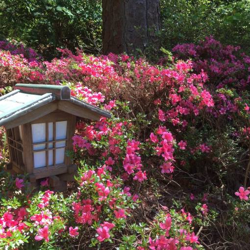 duke gardens flowers