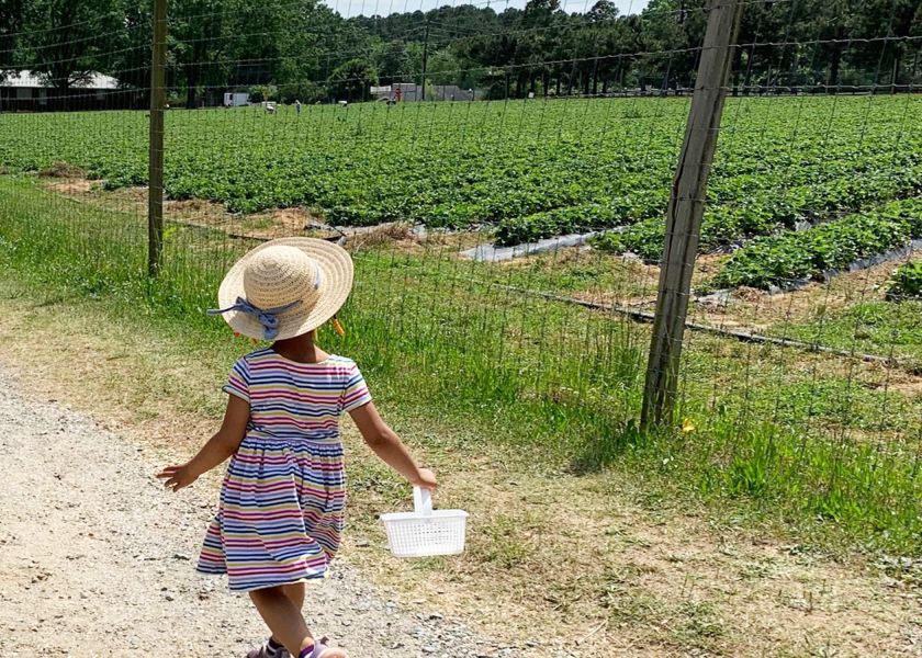 A child walks next to the strawberry fields at Waller Family Farm, ready to pick some berries.